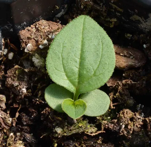 Vista 4 de Semillas de equinácea púrpura (Echinacea Purpurea) - Paquete de 7,500+ semillas por Seeds2Go