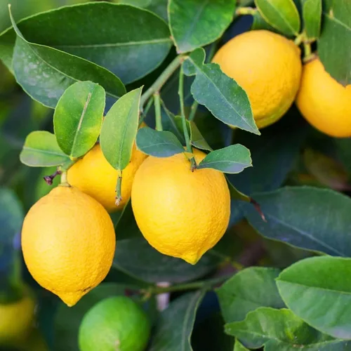 Vista 5 de Semillas de frutas mixtas para plantar, 40 unidades, limón, naranja, manzana, maracuyá, 10 unidades, arándano, 10 unidades, cereza, semillas frescas