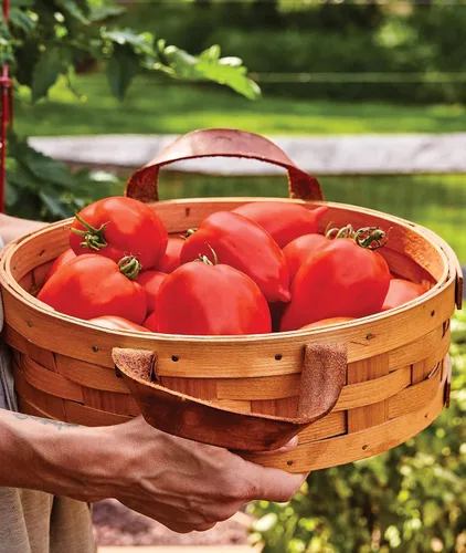 Vista 5 de Burpee 'Big Mama' Hybrid Tomate de pasta roja grande 50 semillas