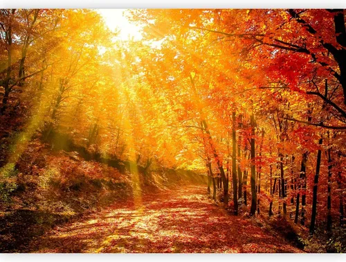 Vista 15 de artgeist Mural de pared premium Bosque púrpura, 79 x 55 pulgadas, papel tapiz no tejido, decoración de pared de vellón, impresión fotográfica