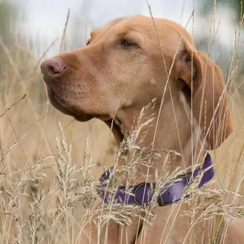 Vista 290 de Dogline Biothane - Collar impermeable para perro con hebilla de liberación rápida, resistente cincha de nailon recubierta con resistente y a prueba