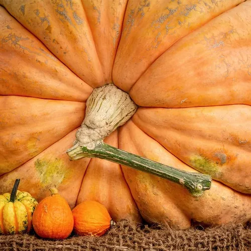 Vista 2 de Calabaza-Atlántico Gigante (10 Semillas)
