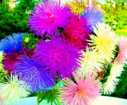 Vista 4 de Needle Aster Mix 200 semillas para plantar