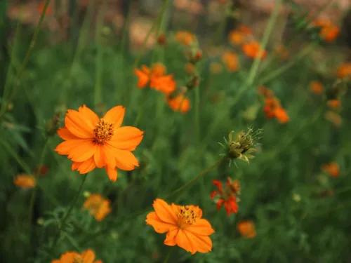 Vista 4 de Semillas de flores de cosmos de naranja enana azufre – más de 100 semillas por paquete, (semillas de jardín de Isla), nombre científico; Cosmos