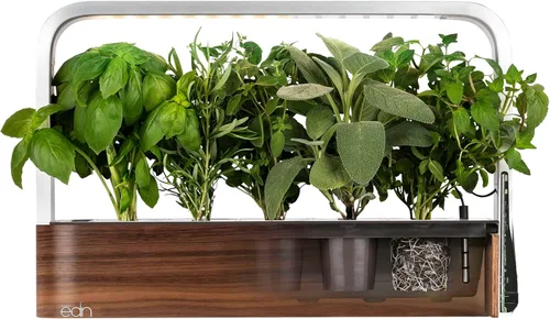 Vista 3 de edn SmallGarden Sage SeedPods - Paquete de 10