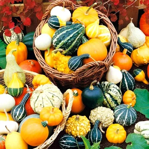 Vista 3 de Mezcla decorativa de semillas de calabaza ornamental, mezcla de calabaza ornamental, 10 semillas sin OMG para plantar