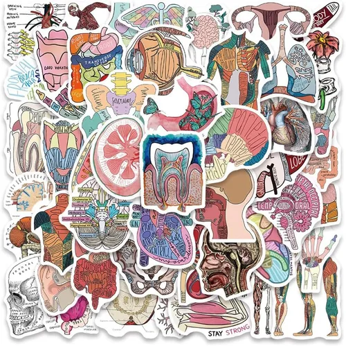 Vista 2 de Calcomanías de Anatomía 50 Piezas Calcomanías de Vinilo Impermeables de Órganos del Cuerpo Humano para Botellas de Agua, Bicicleta, Laptop