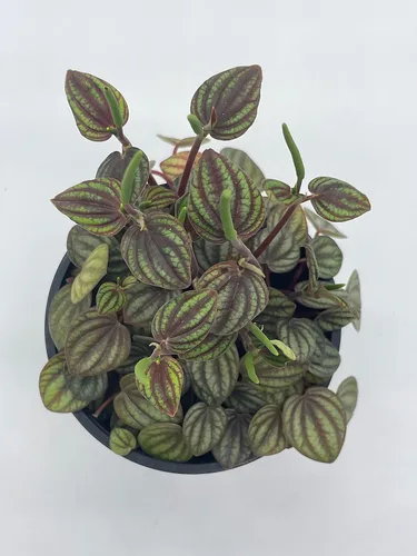Vista 4 de BubbleBlooms Peperomia Piccolo Banda, albovittata, en una maceta de 4 pulgadas, Pep raro