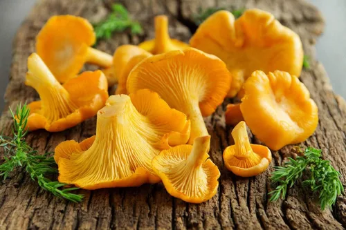 Vista 7 de Sporas Mushroom Golden Chanterelle Seeds Mycelium Spawn Hierloom Seed No OGM