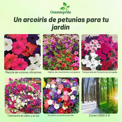 Vista 2 de Outsidepride Hybrida Mix Petunia Seeds - 5000 unidades. Semillas de flores anuales, compactas y versátiles para plantar flores vibrantes de bajo
