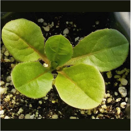 Vista 3 de Everwilde Farms - Semillas de flores silvestres de achicoria de 1 onza - Gold Vault