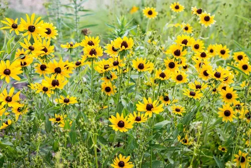 Vista 2 de Dirt Goddess Super Seed Susan de ojos negros sin OMG Rudbeckia hirta (1 libra)