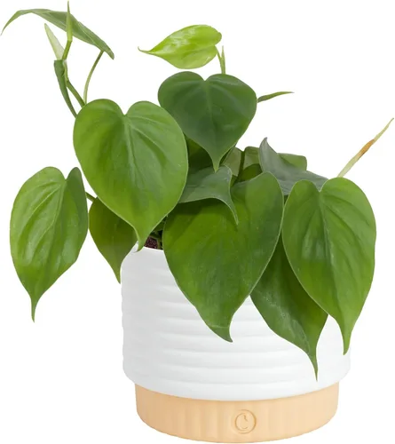 Vista 12 de Costa Farms - Planta interior, filodendro de hoja partida, monstera deliciosa Maceta decorativa