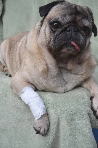 Vista 6 de PawFlex Vendajes para heridas articulares y de área grande para perros, gatos y otras mascotas. Ideal para esguinces de articulaciones de piernas
