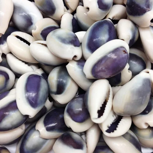 Vista 3 de PEPPERLONELY Purple Ring Cowrie Sea Shells, 8 OZ Aprox. 250+PC Shells, 1/2 pulgada