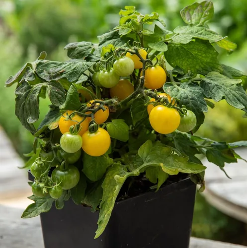 Vista 2 de Más de 100 semillas de tomate cereza amarilla enana de patio, variedad súper dulce, semillas de jardín