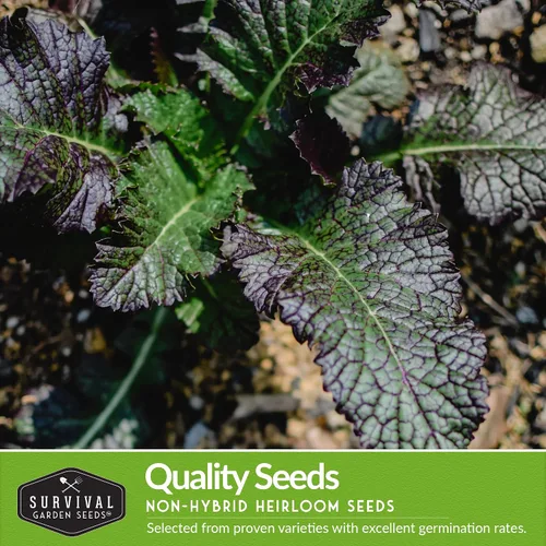 Vista 3 de Semillas de color verde mostaza para plantar, paquete variado de 4 hojas verdes tradicionales Tatsoi, Southern Giant, Giant Red, Pak Choi Mustard