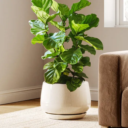Vista 13 de LE TAUCI Macetas de cerámica, juego de 2, macetas de 10 + 12 pulgadas, macetas elegantes para plantas de interior, maceta resistente con orificio
