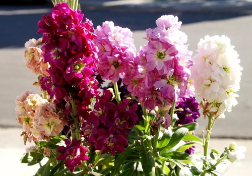 Vista 3 de Gillyflower Mix Gilliflower Stock Flower Matthiola Incana Rose Blend Mix 150+ Semillas