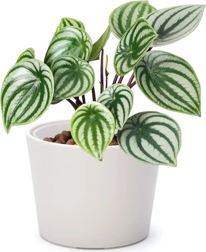 Vista 48 de Phoenix Vine Macetero de plástico verde oliva de 4.5 pulgadas con maceta transparente, cubierta decorativa ligera con maceta interior transparente