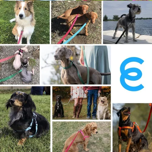 Vista 5 de Blueberry Pet - Correa Essentials clásica para perro con más de 20 colores, duradera, doble asa y de cuerda