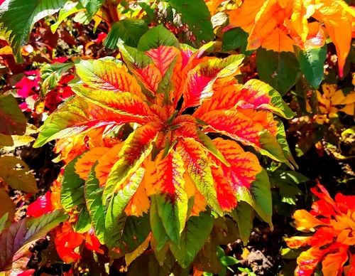 Vista 3 de Semillas Amaranthus Tricolor - 100 Seeds -Enviados desde Iowa, USA