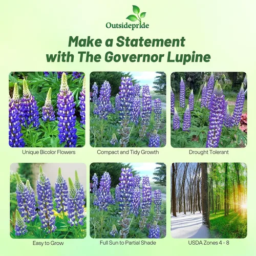 Vista 2 de Outsidepride 500 semillas perennes Russells Lupine Blue Bicolor Semillas de flores para plantar