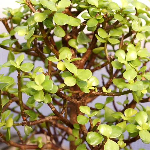 Vista 2 de Brussel's Bonsai Árbol bonsái de jade enano vivo, para interiores, pequeño, 3 años de edad, 5 a 8 pulgadas de alto, maceta decorativa de cerámica