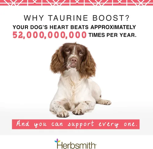 Vista 2 de Herbsmith Taurine Boost - Soporte cardíaco y cardíaco para perros y gatos - Suplemento de taurina para la salud cardíaca de perros y gatos