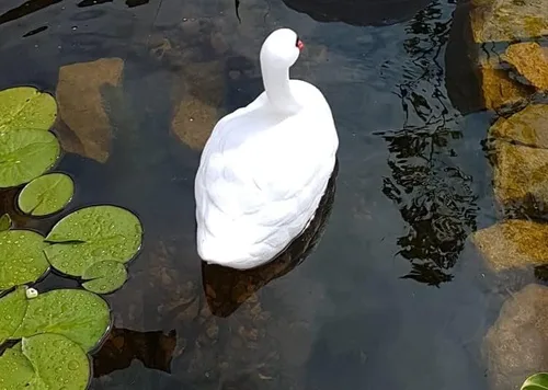 Vista 2 de Señuelo de cisne flotante blanco, pequeño señuelo de cisne mudo blanco flotante (plástico) estanque, patio, piscina y señuelo de jardín acuático