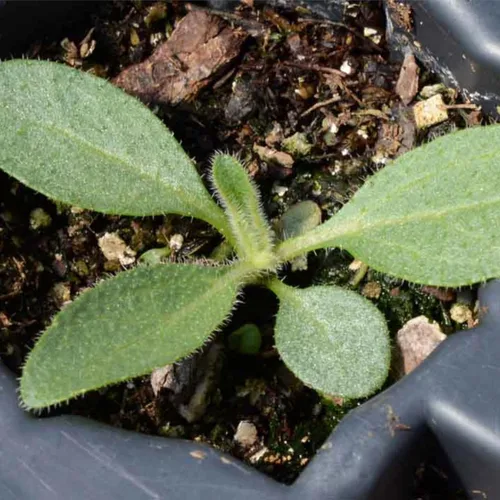 Vista 6 de Seed Needs - Semillas de flores para plantar Black Eyed Susan, paquete a granel de 1.5 onzas