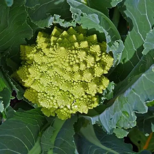 Vista 3 de UtopiaSeeds Romanesco Seeds - Semillas Romanesco de Brócoli - Semillas de coliflor Romanesco