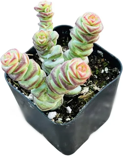 Vista 2 de Plantas suculentas vivas de USKC (Crassula de 2.5 pulgadas 'Spring time')