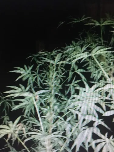 Vista 5 de 1240-False Kenaf Hibiscus (Malvaceae cannabinusL) Semillas de Robsrareandgiantseeds UPC0764425789239 Sin OMG, orgánico, cultivador estadounidense
