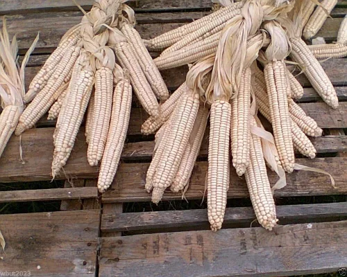 Vista 4 de Hickory King White Dent Maíz - Semillas de vegetales tradicionales (semillas de 1 libra)