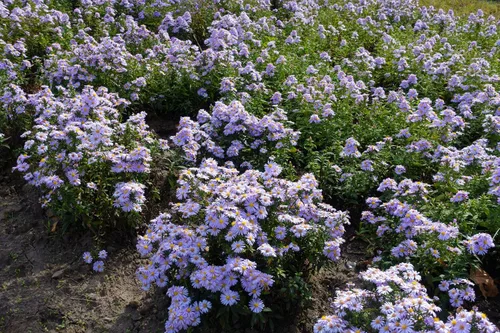 Vista 8 de 50 semillas de flor de Aster de Arroz (Aster tupido) Aster Dumosus