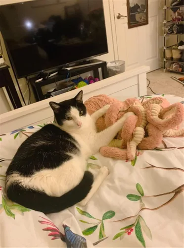 Vista 8 de My Super Star Animales de peluche de pulpo, juguetes de pulpo de peluche para niños, niñas, amigos, familia, regalo de cumpleaños y Navidad, Azul
