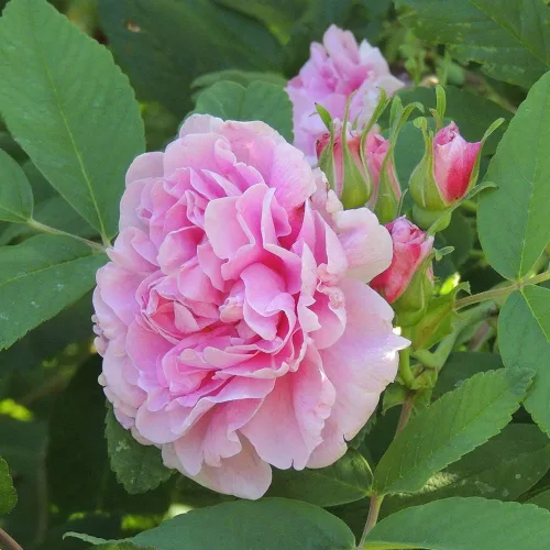 Vista 2 de Rosas de rugosa reliquia, planta de raíz propia viva para jardín al aire libre, Bugnet Thérèse, muy fragante, zonas de rusticidad: 3-10, floración