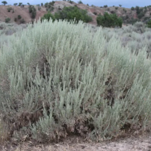 Vista 2 de Semillas de artemisia tridentata (Artemisia tridentata) más de 100 semillas de hierbas medicinales en cápsulas de semillas congeladas