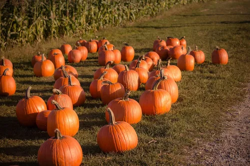 Vista 2 de Park Seed Capitán Jack - Semillas de calabaza híbridas – Variedad gigante en forma de barril alto para tallar, hornear y exhibiciones de otoño