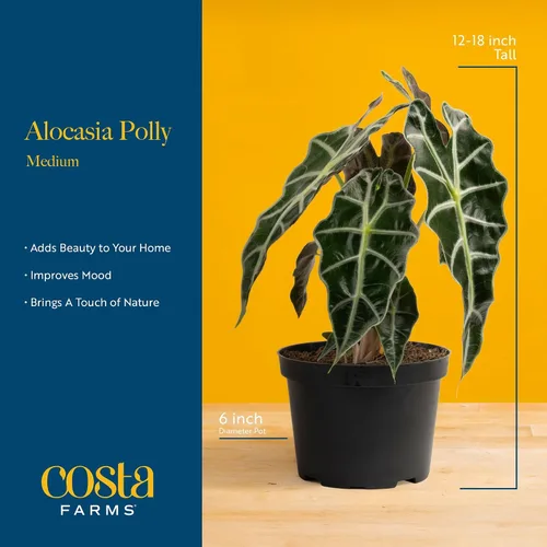 Vista 4 de Costa Farms Alocasia Polly - Planta viva en maceta decorativa, planta de interior perfecta para decoración del hogar, habitación u oficina, gran