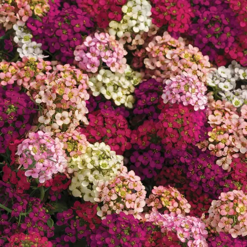Vista 11 de Eden Brothers Alyssum Seeds - Cesta de Oro