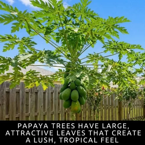 Vista 7 de 10 semillas de papaya enana para plantar, cultiva tu propio árbol frutal tropical en casa, patio o jardín - Sin OMG, de rápido crecimiento, frutas