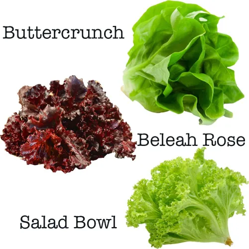 Vista 3 de Mezcla de ensalada: 10 variedades de lechuga, espinaca, col rizada, rúcula con más de 6000 semillas sin OMG