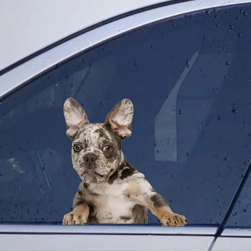 Vista 30 de Calcomanías de perro caniche, divertidas calcomanías de vinilo troqueladas para automóvil, laptop, parachoques Estilo-37