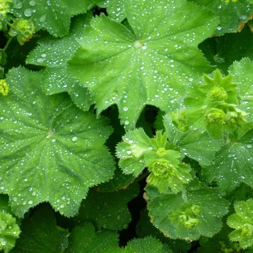 Vista 3 de Manto de Señora (Alchemilla vulgaris) - Paquete de 50 Semillas