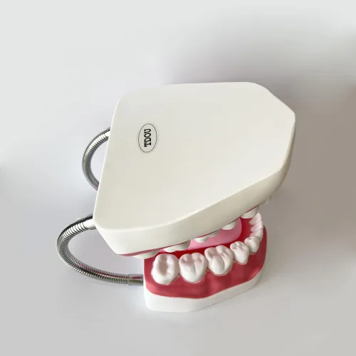 Vista 8 de Modelo de dientes estándar dental Seis veces Modelos de enseñanza dental Ampliación Modelo de boca completa Typodont Demostración