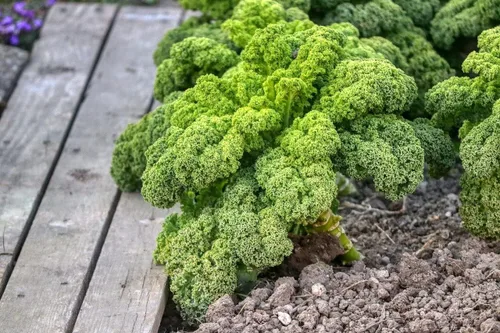 Vista 7 de Semillas de col rizada de dinosaurio - Repollo gigante - Vegetal de reliquia - Sin OMG