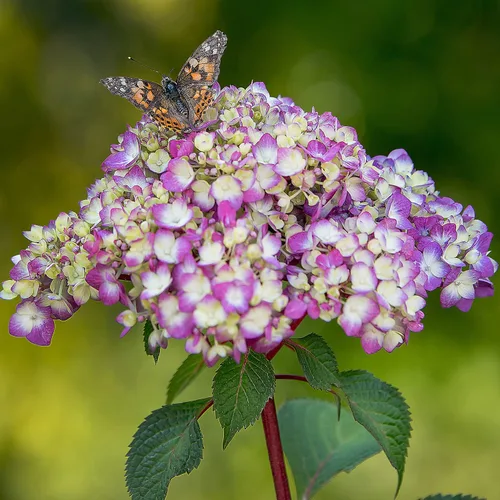 Vista 3 de Endless Summer BloomStruck - Hortensia de hoja grande, arbusto de flores