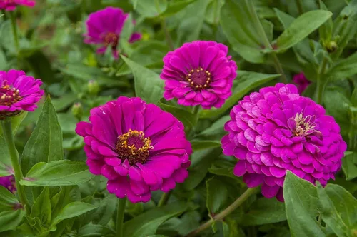 Vista 3 de TomorrowSeeds - Purple Prince Zinnia Semillas - Más de 200 unidades - Para plantar Zinnia Elegans púrpura Corte gigante y Come Again Lavender Violet